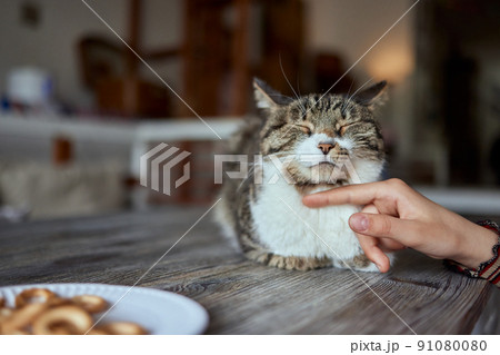 cute tabby little kitten european shorthair cat in hands. cute tabby little kitten european shorthair cat in hands. 91080080