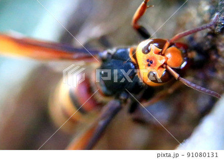 ヒメスズメバチ ヒメスズメバチ 91080131