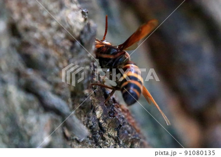 ヒメスズメバチ ヒメスズメバチ 91080135