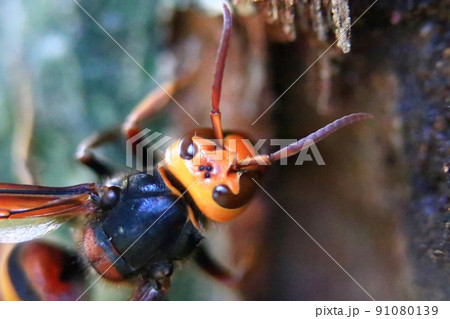 ヒメスズメバチ 91080139