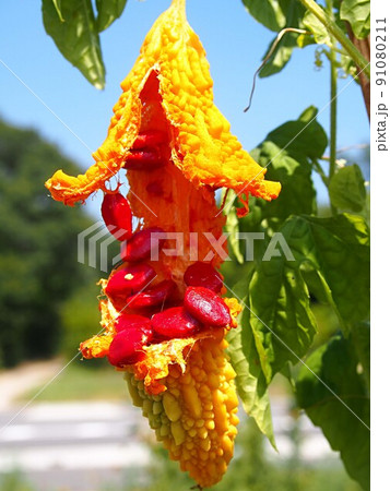 完熟した畑のニガウリ 91080211