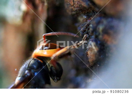 ヒメスズメバチ 91080236