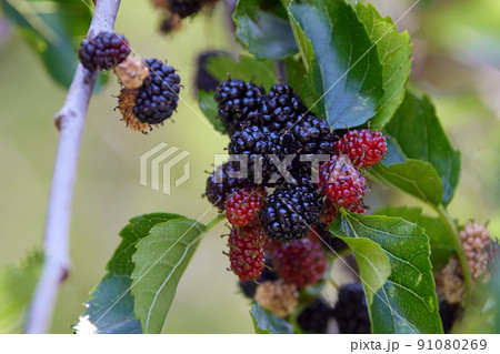 桑の実／マルベリー／アップ_2 91080269