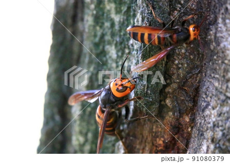 オオスズメバチ 91080379