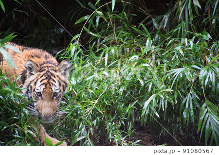 子とら 子とら 91080567