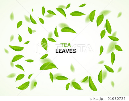 Green tea vector background mint eco illustration. Organic green tea flying leaf fresh concept 91080725