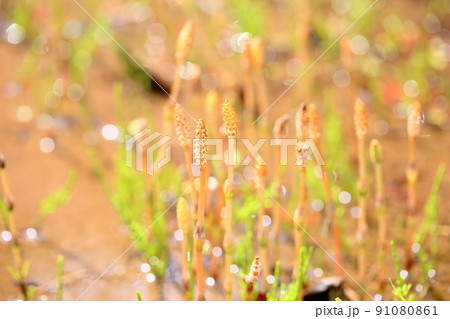 土筆 群生 土筆 群生 91080861