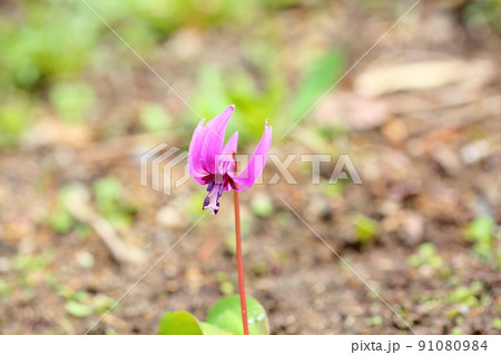 カタクリの花 91080984