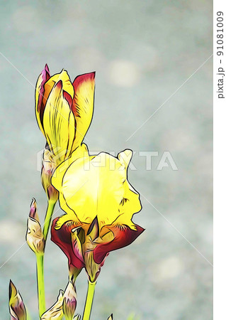パステル調　”満開のハナショウブ”　イラストイメージ 91081009