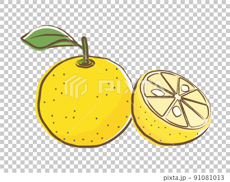 筆で描いたような絵手紙風の柚子のイラスト 91081013