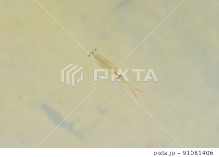 （注意）確証はありませんが、たぶん「ホウネンエビ（豊年エビ、豊年蝦、ほうねんえび）」。 91081406