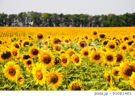 Kharkov, Ukraine. Sunflower fields with sunflower are blooming on the background of the sky on sunny days and hot weather. Sunflower is a popular field planted for vegetable oil production. 91081465