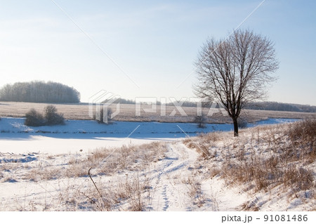 Winter atmospheric landscape with frost-covered dry plants during snowfall. Winter Christmas background 91081486
