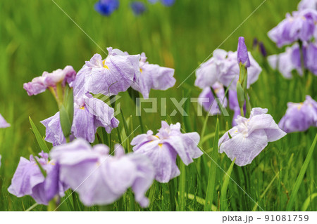 多賀城跡あやめ園　咲きそろった花菖蒲　宮城県多賀城市 91081759