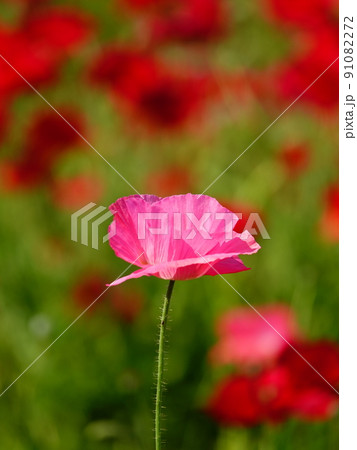 一輪のピンク色のシャーレポピーの風景 縦版 91082272