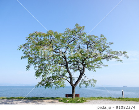 琵琶湖 湖岸緑地公園の一本のセンダンの木 風景 91082274