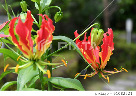 グロリオサ 花 ガーデニング グロリオサ 花 ガーデニング 91082521