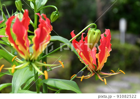 グロリオサ　花　ガーデニング 91082522