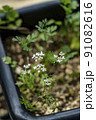 パクチーの花　コリアンダーの花　香菜の花　コエンドロの花　パクチー　 91082616