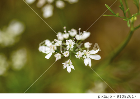 パクチーの花　コリアンダーの花　香菜の花　コエンドロの花　パクチー　 91082617