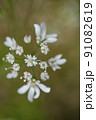パクチーの花　コリアンダーの花　香菜の花　コエンドロの花　パクチー　 91082619