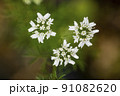 パクチーの花　コリアンダーの花　香菜の花　コエンドロの花　パクチー　 91082620