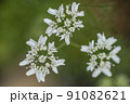 パクチーの花　コリアンダーの花　香菜の花　コエンドロの花　パクチー　 91082621