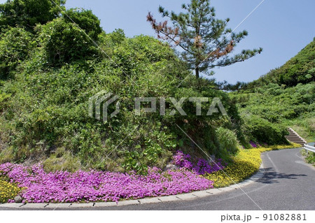 島根半島四十二浦　沖泊浦の入り口に花が咲く 91082881
