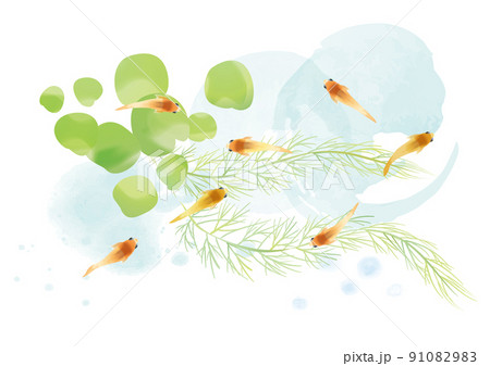 メダカ 水草 和風イラスト メダカ 水草 和風イラスト 91082983