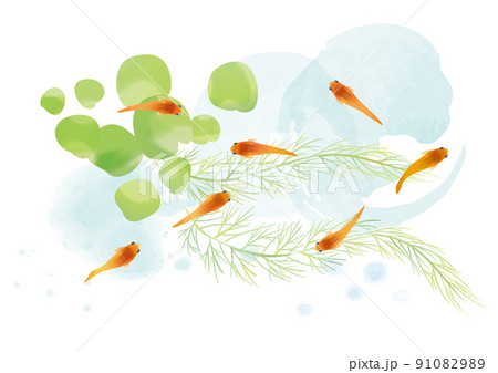 メダカ 水草 和風イラストのイラスト素材 [91082989] - PIXTA