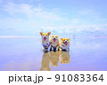 美しい波打ち際を散歩するコーギー 91083364