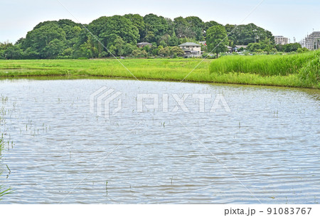 田園風景　稲田　埼玉県蓮田市 91083767
