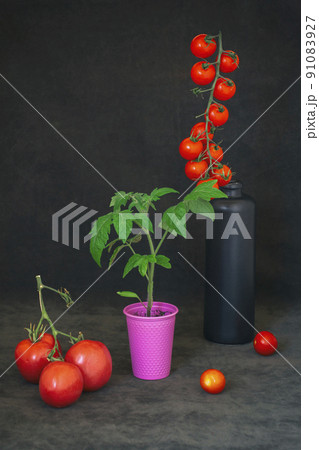 Still life with tomatoes on a branch and a seedling in a pink cup 91083927