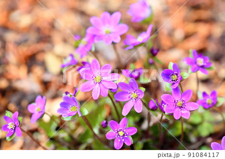 オオミスミソウの花 オオミスミソウの花 91084117