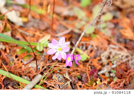 オオミスミソウの花 オオミスミソウの花 91084118