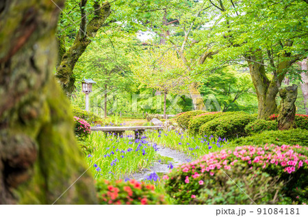 緑が美しい晴れの兼六園の曲水に咲くカキツバタ|石川県金沢市 緑が美しい晴れの兼六園の曲水に咲くカキツバタ|石川県金沢市 91084181