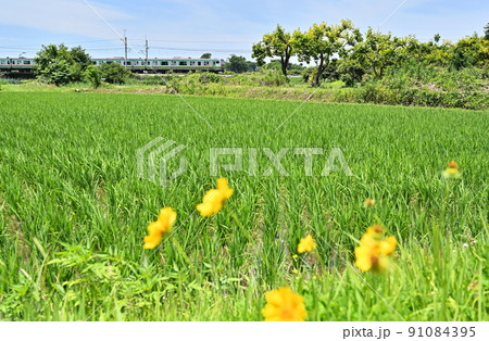 鉄道 JR東日本:宇都宮線(東北本線)E231系 鉄道 JR東日本:宇都宮線(東北本線)E231系 91084395