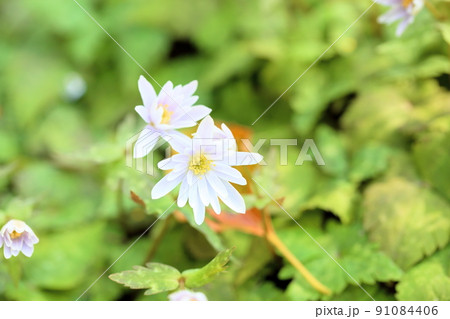 ユキワリイチゲの花 91084406