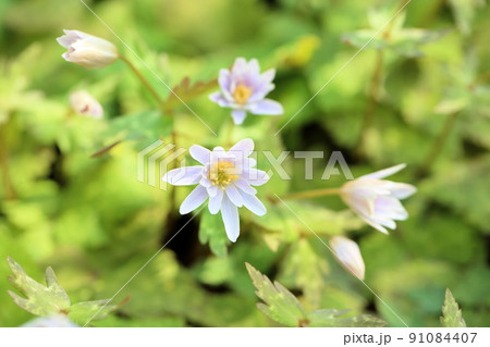 ユキワリイチゲの花 91084407
