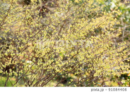 日向水木の花 91084408