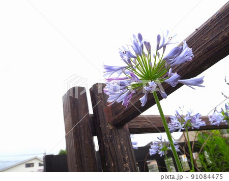 紫色の花 紫色の花 91084475