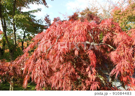 秋の風景/落ち着いた赤色に紅葉している「ベニシダレ」 秋の風景/落ち着いた赤色に紅葉している「ベニシダレ」 91084483