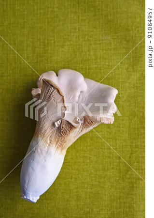 玉白茸タマシロタケは美味しい幻のキノコ。山のアワビ。 91084957