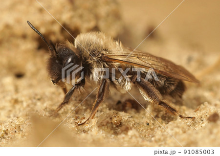 Closeup on a female Dawn mining bee, Andrena nycthmera, on the ground Closeup on a female Dawn mining bee, Andrena nycthmera, on the ground 91085003