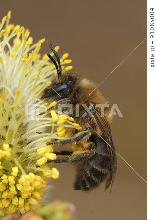 Closeup on a male early mining bee, Colletes cunicularius eating pollen from Goat Willow, Salix caprea 91085004