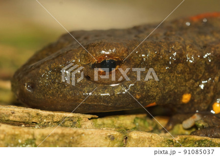 Paramesotriton chinensis Paramesotriton chinensis 91085037