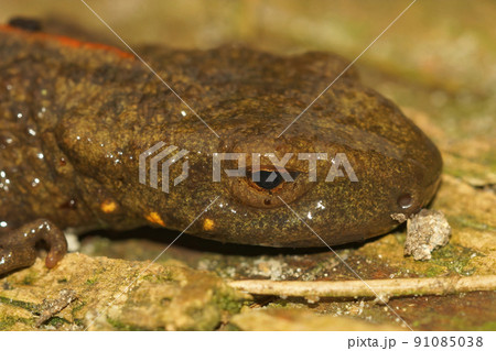 Closeup on the head of a female Chinese warty newt, Paramesotriton chinensis 91085038