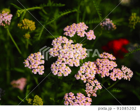 西洋ノコギリソウ 西洋ノコギリソウ 91085202