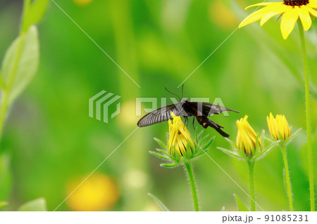 ルドベキアにとまる蝶 ルドベキアにとまる蝶 91085231