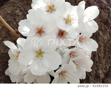 桜のアップ 桜のアップ 91085250